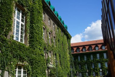 Partenosissus triküpidata ağustosta Rathaus Spandau 'nun duvarına tırmanır. Partenosissus triküpidata, Boston sarmaşığı, üzüm sarmaşığı, Japon sarmaşığı, Japon sarmaşığı ve oduncudur. Berlin, Almanya.