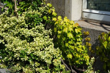 Ağustos ayında Rathaus Spandau binası yakınlarında öonymus fortune ve Parthenocissus tricuspidata yetişir. Berlin, Almanya