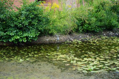 Gri balıkçıl ağustos ayında Spandau Kalesi yakınlarındaki bir hendekte avlanır. Ardea cinerea balıkçılgiller (Ardeidae) familyasından yırtıcı bir kuş türü. Berlin, Almanya 