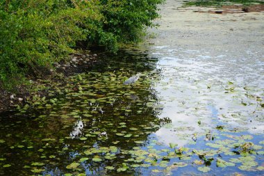 Gri balıkçıl ağustos ayında Spandau Kalesi yakınlarındaki bir hendekte avlanır. Ardea cinerea balıkçılgiller (Ardeidae) familyasından yırtıcı bir kuş türü. Berlin, Almanya 
