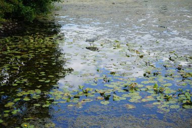 Gri balıkçıl ağustos ayında Spandau Kalesi yakınlarındaki bir hendekte avlanır. Ardea cinerea balıkçılgiller (Ardeidae) familyasından yırtıcı bir kuş türü. Berlin, Almanya 