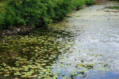 Gri balıkçıl ağustos ayında Spandau Kalesi yakınlarındaki bir hendekte avlanır. Ardea cinerea balıkçılgiller (Ardeidae) familyasından yırtıcı bir kuş türü. Berlin, Almanya 