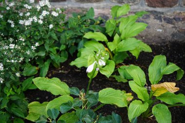 Hosta Ağustos ayında açık mor çiçeklerle çiçek açar. Hosta, syn. Funkia, genellikle konsomatris olarak bilinen bir bitki cinsidir. Berlin, Almanya