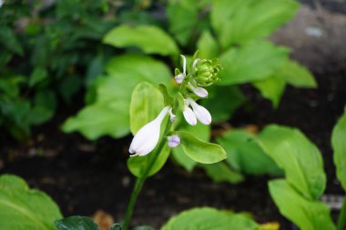 Hosta Ağustos ayında açık mor çiçeklerle çiçek açar. Hosta, syn. Funkia, genellikle konsomatris olarak bilinen bir bitki cinsidir. Berlin, Almanya