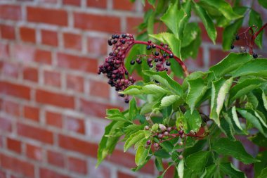 Sambucus zencisi ağustosta Spandau Kalesi 'nde meyve yetiştirir. Sambucus nigra, yaşlı, elderberry, siyah yaşlı, Avrupalı yaşlı, Avrupa mürver böğürtlenleri, Avrupa siyah mürver ve tramvay otlarının bir türüdür. Berlin, Almanya 