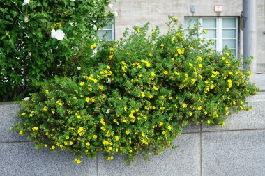 Beyaz Hibiscus Syriacus 'Beyaz Chiffon' ve sarı Potentilla fruticosa 'Kobold' çiçekleri, tarihi Rathaus Spandau binasının arka planına karşı Ağustos 'ta açarlar. Berlin, Almanya 
