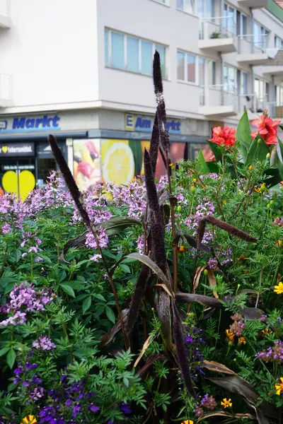 İnci darı 'Mor Majesteleri' nin çiçekleri ağustosta bir çiçek tarhında. İnci darı, Cenchrus americanus, Pennisetum glaucum en yaygın yetişen darıdır. Berlin, Almanya