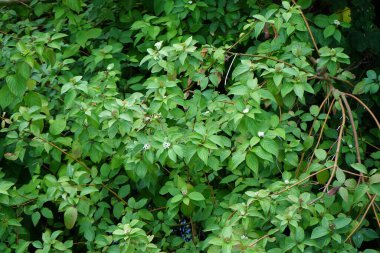 Ağustosta, beyaz çiçekli ve dutlu Cornus Alba nehir kenarında yetişir. Cornus alba, Cornaceae familyasından bir çicek türü. Berlin, Almanya