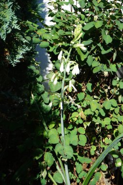 Galtonia viridiflora ağustosta beyaz çiçeklerle çiçek açar. Ornithogalum viridiflorum, Galtonia viridiflora, yeşil çiçekli Galtonia, tomurcuklanan bir bitki türüdür. Berlin, Almanya 