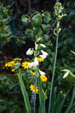 Galtonia viridiflora ve Heliopsis helianthoides ağustos ayında çiçek açarlar. Ornithogalum viridiflorum, Galtonia viridiflora, yeşil çiçekli Galtonia, tomurcuklanan bir bitki türüdür. Berlin, Almanya