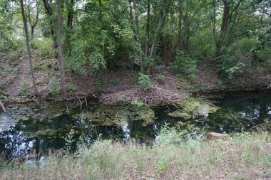 Kunduzun evi Wuhle Nehri kıyısında. Berlin, Almanya