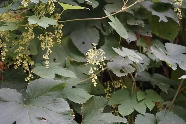 Tırmanma tesisi Humulus lupulus ağustosta çiçek açar. Humulus lupulus, kenevirgiller (Cannabinaceae) familyasından bir bitki türü. Berlin, Almanya 