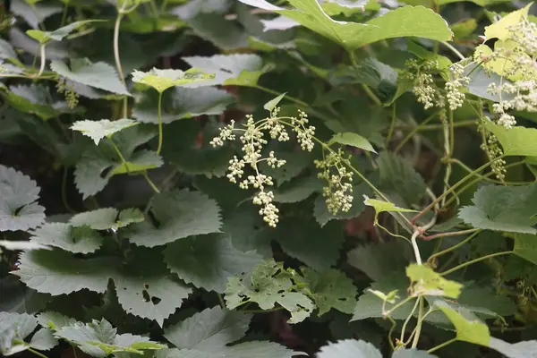 The climbing plant Humulus lupulus blooms in August. Humulus lupulus, the common hop or hops, is a species of flowering plant in the hemp family Cannabinaceae. Berlin, Germany