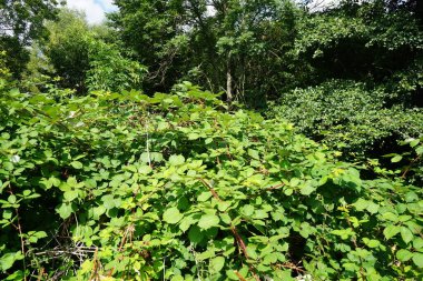 Ağustosta meyveli yabani böğürtlen çalılıkları. Rubus fruticosus, gülgiller (Rubus) familyasından bir böğürtlen türü. Berlin, Almanya