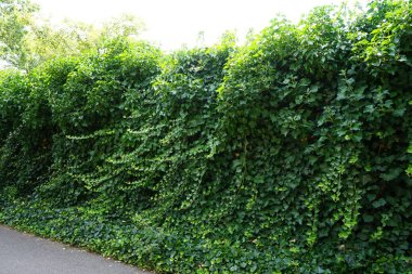 Hedera helix is a species of flowering plant in the family Araliaceae. Hedera helix, the common-, English-, European-, or just ivy, is a species of flowering plant of the ivy genus. Berlin, Germany 