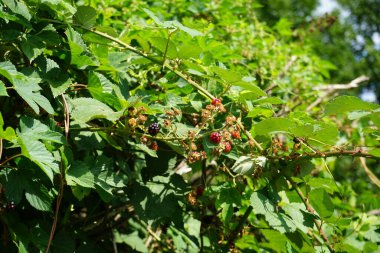 Ağustosta meyveli yabani böğürtlen çalılıkları. Rubus fruticosus, gülgiller (Rubus) familyasından bir böğürtlen türü. Berlin, Almanya