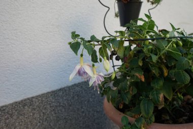 Dev fuşya 'Holly Güzeli', ağustosta bir saksıda açık pembe-mor çiçeklerle çiçek açar. Fuchsia, Kıbrıs Rum Kesimi 'nin Onagraceae familyasından bir bitki cinsidir. Berlin, Almanya