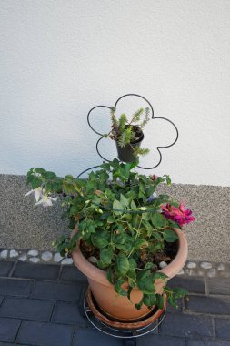 Dev fuşyalar, ağustosta bahçede bir saksıda çiçek açar. Fuxia, lat. Fuchsia, Kıbrıs Rum Kesimi 'nin Onagraceae familyasından bir bitki cinsidir. Berlin, Almanya 