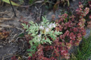 Phacelia tanacetifolia ağustosta mavi çiçeklerle çiçek açar. Phacelia tanacetifolia (Dancy phacelia), Boraginaceae familyasından bir bitki türü. Berlin, Almanya 