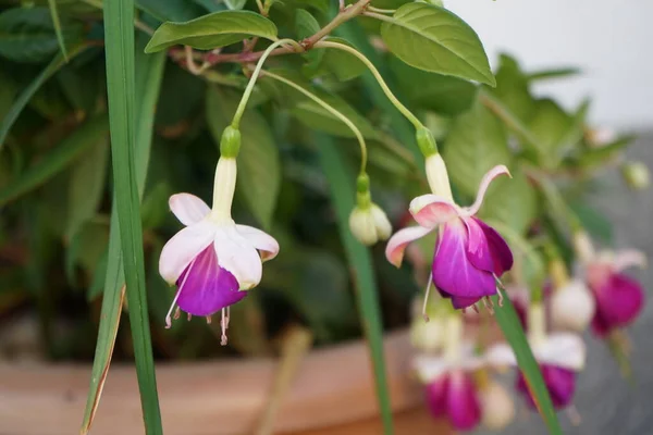 Giant fuchsia \'Deep Purple\' blooms with white-purple flowers in a flower pot in August. Fuchsia, is a genus of perennial plants of the Cyprus family, Onagraceae. Berlin, Germany