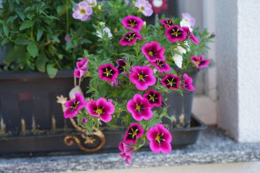 Burgundy Calibrachoa kabaresi 'İyi Geceler Öpücüğü' ve mor Calibrachoa spektrometresi. Ağustosta bir çiçek kutusunda çiçek açar. Calibrachoa, Solanaceae familyasından bir bitki cinsidir. Berlin, Almanya