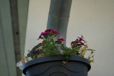 Begonya 'nın Aydınlatma Beyazı', Calibrachoa 'Kabare İyi Geceler Öpücüğü' ve Viola Cornuta su borusunda asılıydı. Berlin, Almanya