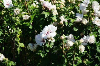 Hibiscus syriacus 