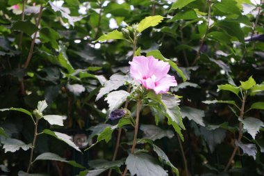 Hibiscus Syriacus 'Woodbridge' in çiçekleri ağustosta kırmızı merkezli büyük pembe-mor çiçeklerle açar. Hibiscus syriacus, Malvaceae familyasından bir bitki türü. Berlin, Almanya 