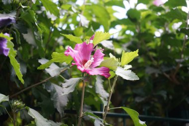 Hibiscus Syriacus 'Woodbridge' in çiçekleri ağustosta kırmızı merkezli büyük pembe-mor çiçeklerle açar. Hibiscus syriacus, Malvaceae familyasından bir bitki türü. Berlin, Almanya 