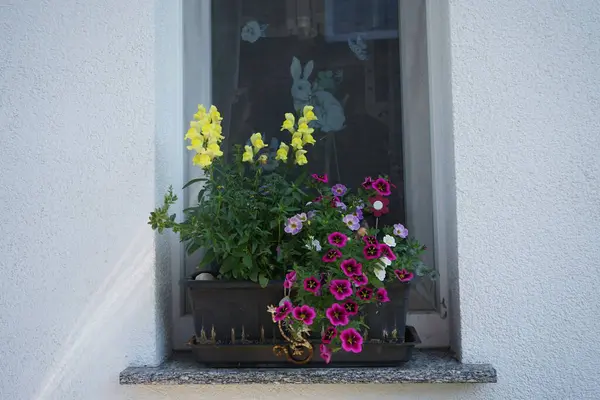 Burgundy Calibrachoa kabaresi 'İyi Geceler Öpücüğü', mor Calibrachoa spektrometresi. ve sarı Antirrhinum Majus ağustosta bir çiçek kutusunda çiçek açar. Berlin, Almanya