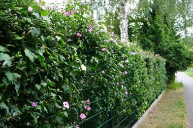 Ağustosta renkli çiçeklerle açan bir çalılık Hibiscus syriacus çalısı. Hibiscus syriacus, Malvaceae familyasından bir bitki türü. Berlin, Almanya 