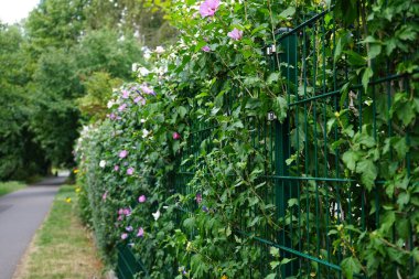 Ağustosta renkli çiçeklerle açan bir çalılık Hibiscus syriacus çalısı. Hibiscus syriacus, Malvaceae familyasından bir bitki türü. Berlin, Almanya 