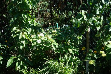 Ortanca panikleyerek 'Pinky-Winky' çiçeklerini ağustosta bahçede açar. Ortanca paniklemesi (