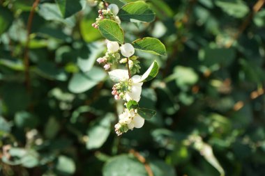 Symphoricarpos albus ağustosta çiçek açar. Symphoricarpos albus, hanımeli familyasından yaygın olarak bilinen bir bitki türüdür. Berlin, Almanya 