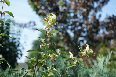 Symphoricarpos albus ağustosta çiçek açar. Symphoricarpos albus, hanımeli familyasından yaygın olarak bilinen bir bitki türüdür. Berlin, Almanya 