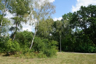 Ağustosta huş ağacı manzarası. Betula pendula, genellikle gümüş huş ağacı, siğilli huş ağacı, Avrupa beyazı ya da Doğu Asya beyaz huş ağacı olarak bilinir. Berlin, Almanya