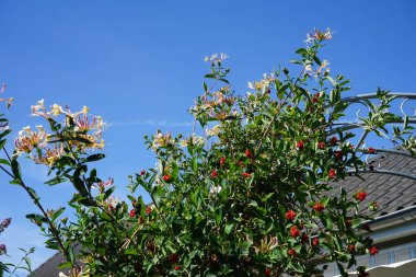 Lonicera periclymenum ağustosta büyür. Lonicera periclymenum (hanımeli), Caprifoliaceae familyasından bir hanımeli türü. Berlin, Almanya 