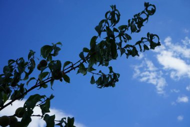 Şeftali, ağustosta bir şeftali ağacının dallarında olgunlaşır. Şeftali, Prunus persica, yaprak döken bir ağaçtır. Berlin, Almanya 