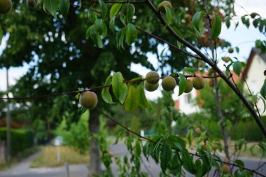 Şeftali, ağustosta bir şeftali ağacının dallarında olgunlaşır. Şeftali, Prunus persica, yaprak döken bir ağaçtır. Berlin, Almanya 