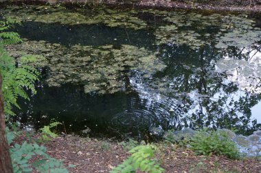 Wuhle Nehri boyunca yüzen büyük bir balık suda daireler çizdi. Berlin, Almanya 