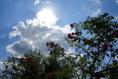 Ağustosta bahçede pembe çiçekli tırmanan bir gül çalısı çiçek açar. Rose, Rosaceae familyasından, Rosa cinsine ait uzun ömürlü bir çiçek bitkisidir. Berlin, Almanya