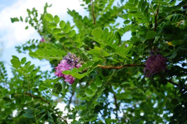 Robinia hispida 'Macrophylla' ağustosta açar. Robinia hispida, Tüylü çekirge, gül-akasya veya yosun çekirgesi, Fabaceae familyasından bir çalı türü. Berlin, Almanya 