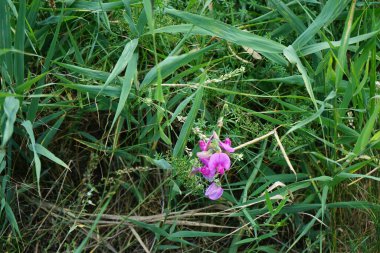 Lathyrus latifolius ağustosta pembe çiçeklerle açar. Lathyrus latifolius, ya da sadece sonsuz bezelye, Fabaceae familyasından uzun ömürlü bir bitki türü. Berlin, Almanya 