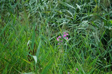 Lathyrus latifolius ağustosta pembe çiçeklerle açar. Lathyrus latifolius, ya da sadece sonsuz bezelye, Fabaceae familyasından uzun ömürlü bir bitki türü. Berlin, Almanya 