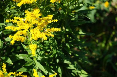 Lucilia sericata, Ağustos ayında Solidago kanadensis 'in sarı çiçekleri üzerinde oturur. Yeşil şişe sineği (