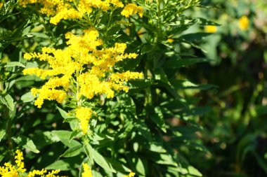 Lucilia sericata, Ağustos ayında Solidago kanadensis 'in sarı çiçekleri üzerinde oturur. Yeşil şişe sineği (