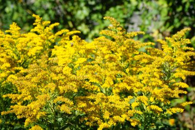 Lucilia sericata, Ağustos ayında Solidago kanadensis 'in sarı çiçekleri üzerinde oturur. Yeşil şişe sineği (