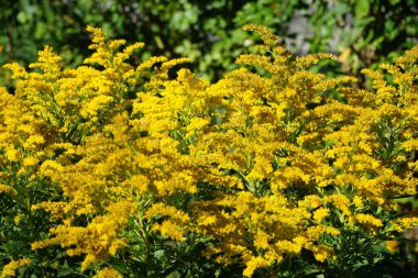 Lucilia sericata, Ağustos ayında Solidago kanadensis 'in sarı çiçekleri üzerinde oturur. Yeşil şişe sineği (