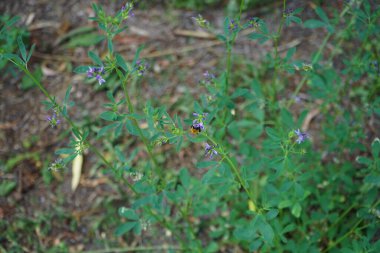 Ağustosta Medicago sativa 'nın mor çiçeklerinin üzerinde bir yaban arısı Bombus Pascuorum oturur. Bombus pascuorum, Avrupa 'nın pek çok bölgesinde bulunan bir yaban arısı türüdür. Berlin, Almanya 