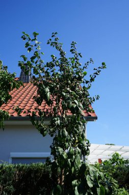 Sütun eriği, Prunus domestica 